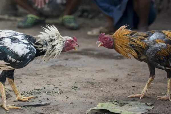 Đá Gà Trực Tuyến