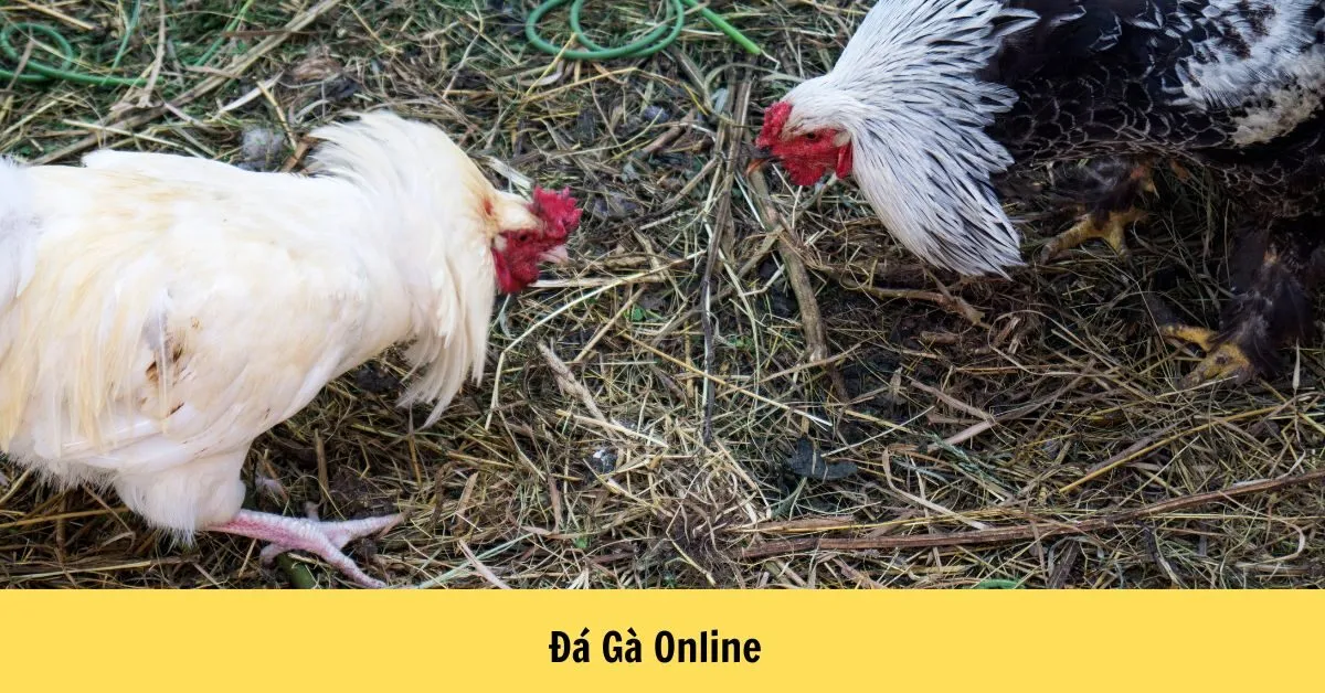 Đá Gà Online