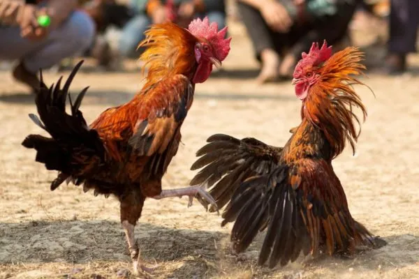 Trận Đá Gà Miền Nam Hot